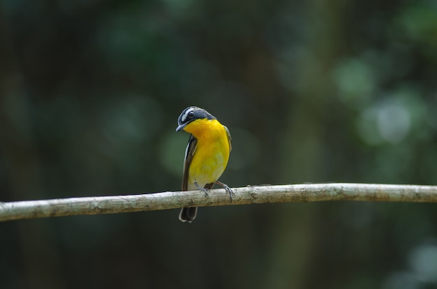 Moucherolle à croupion jaune mâle (Ficedula zanthopygia)