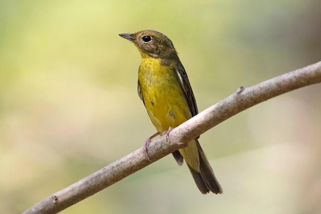 Moucherolle à dos vert Ficedula Oiseaux de Thaïlande