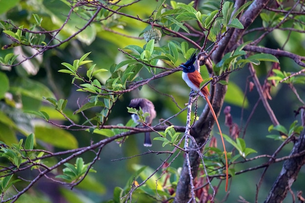 Moucherolle du paradis indien ou terpsiphone paradisi est perché sur une branche