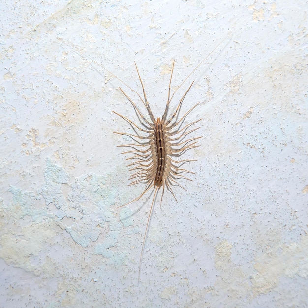 Moucherolle mille-pattes arthropode sur un mur de béton close up