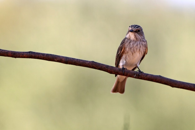 moucherolle oiseau sur une branche