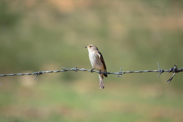 Moucherolle tacheté Le moucherolle tacheté Muscicapa striata perché sur un filet