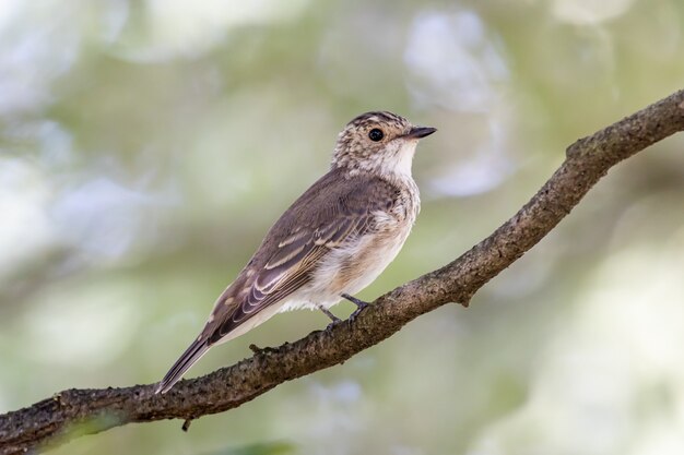 Moucherolle tacheté (Muscicapa striata) assis sur une brindille dans la forêt