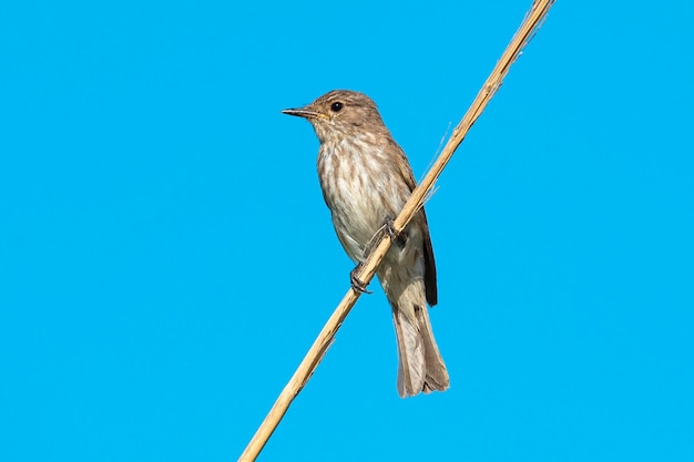 Moucherolle tacheté Muscicapa striata Cordoue Espagne