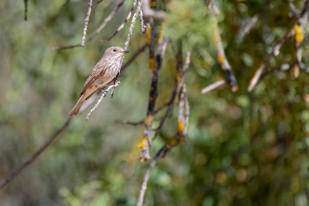 Moucherolle tacheté Muscicapa striata Cordoue Espagne