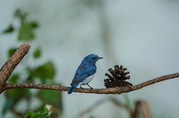 Moucherolle ultramarin perché sur une branche