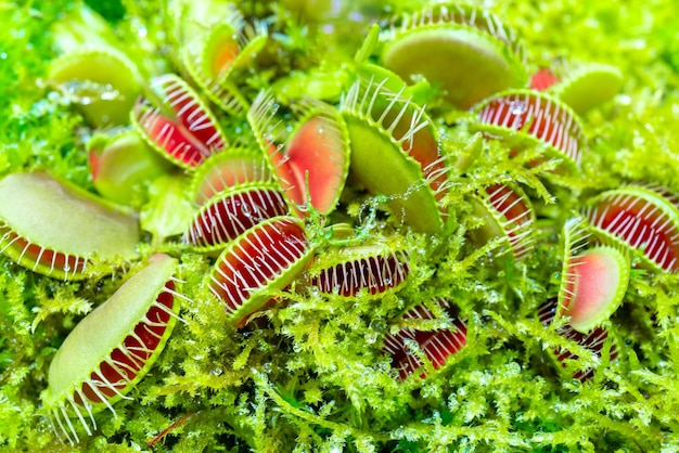 Le moucherolle de Vénus est une plante carnivore Terrarium avec des plantes vertes Fond naturel de plantes