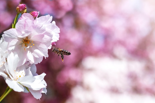 Les mouches d'abeille autour des fleurs de sakura copient le fond sélectif du printemps