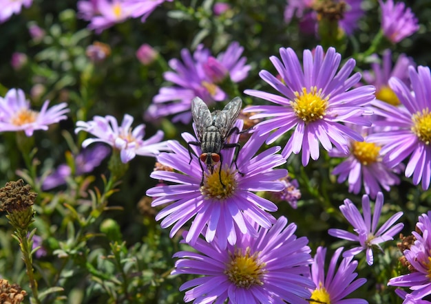 Les mouches boivent du nectar sur des fleurs violettes claires Les insectes pollinisent les fleurs