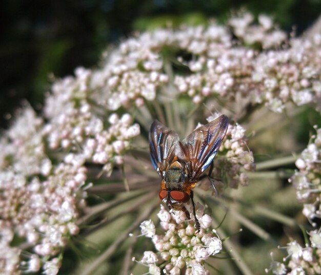 Les mouches diptères en été