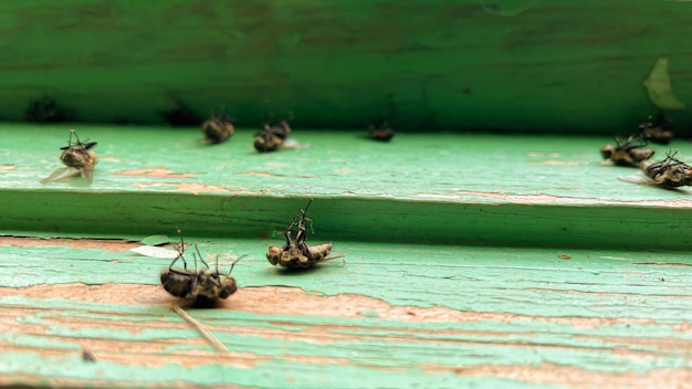 Photo des mouches mortes sur le rebord de la fenêtre au printemps.