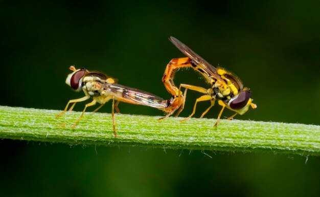 Les mouches volantes longues qui s'accouplent