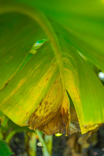 La moucheture des feuilles de bananier est une maladie des taches foliaires des bananiers causée par le champignon ascomycète