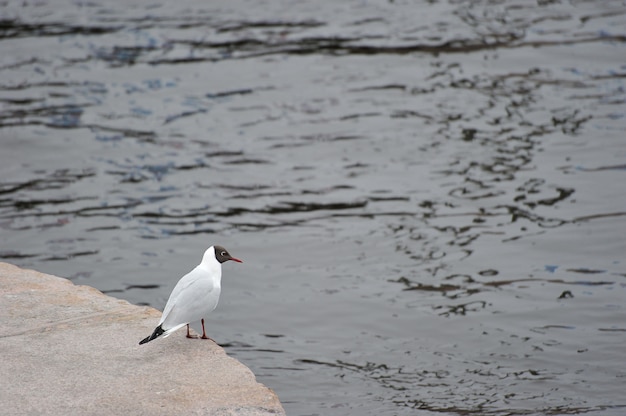 Mouette assis sur une pierre de marbre sur l'eau