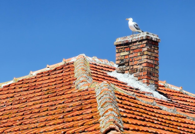 Mouette assise sur une cheminée d'immeuble