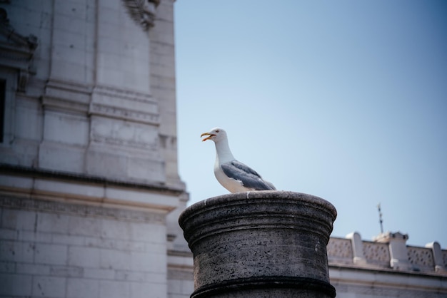 Une mouette assise sur une colonne de pierre antique contre les murs des bâtiments de la ville de Rome cen