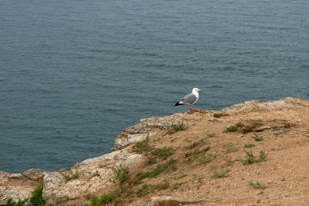 La mouette assise sur le rocher sur le fond du lac Baikal