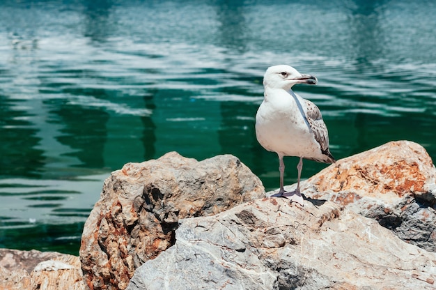 Mouette assise sur le rocher