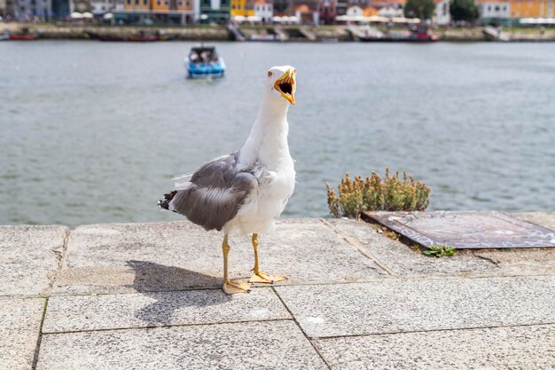 Photo mouette attirant l'attention en faisant du bruit en demandant de la nourriture