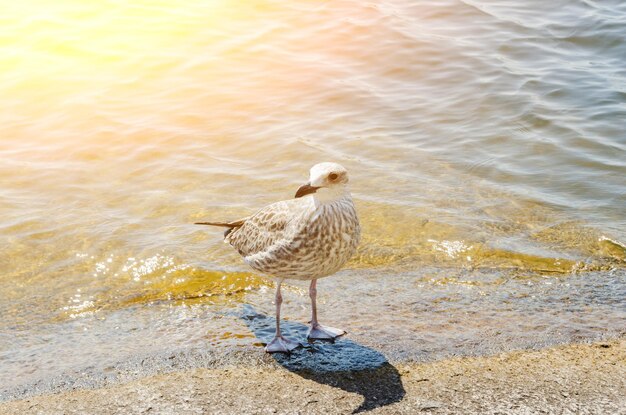 Mouette au bord du lac debout dans l'eau des vagues entrantes.