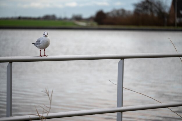 Photo la mouette au bord de l'eau