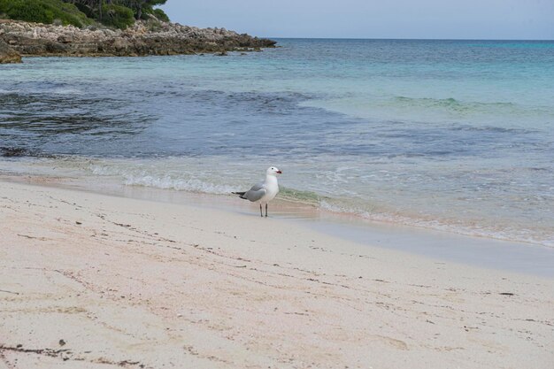 Mouette au bord de la mer Méditerranée sur l'île de Majorque, en Espagne. Eau de mer turquoise