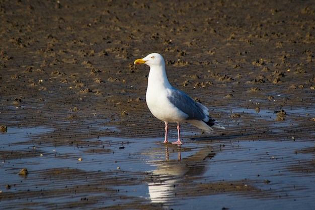 Mouette au bord de la mer