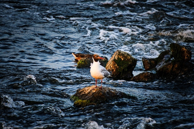 La mouette au coucher du soleil est assise sur un rocher au milieu d'un torrent d'eau orageux