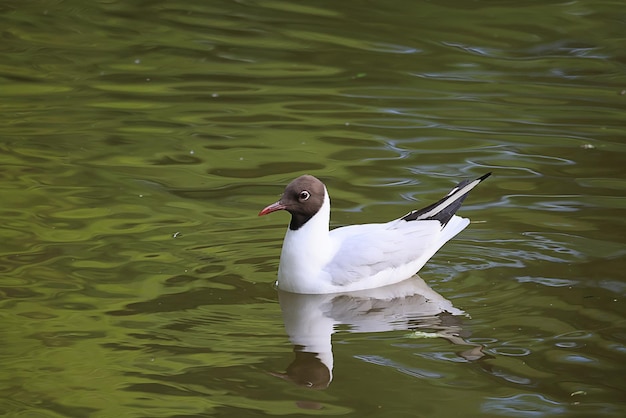 mouette au printemps sur le nid d'oiseau d'eau