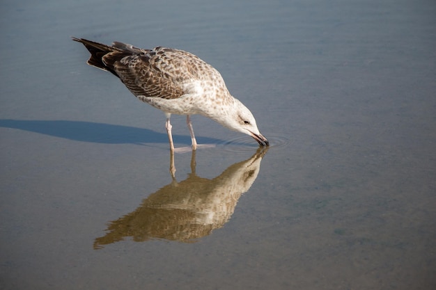 Mouette au sol avec de l'eau boueuse