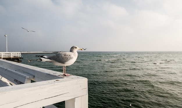 La mouette bien nourrie est assise sur une main courante et regarde la mer