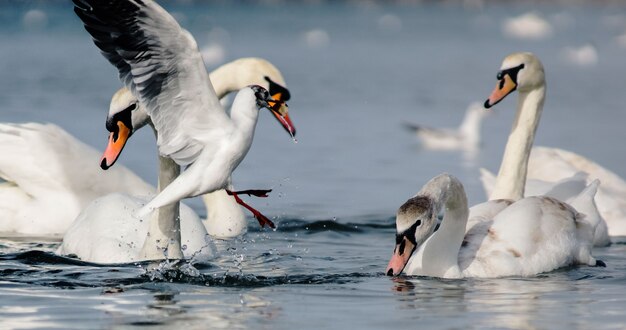 Une mouette blanche audacieuse a arraché un morceau de pain mouillé de l'eau devant de fiers cygnes blancs flottant en hiver au large de la côte d'Anapa