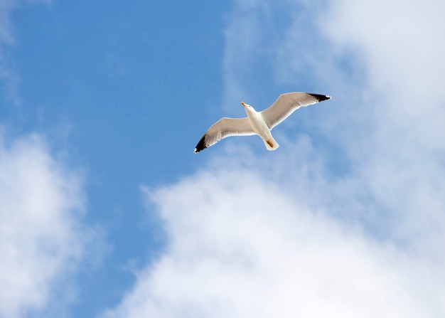 Mouette blanche dans le ciel bleu