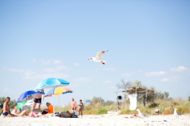 Mouette blanche descend sur une plage de sable sauvage près de la mer Noire