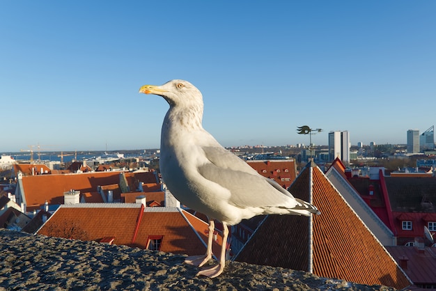 Mouette blanche est debout sur le toit