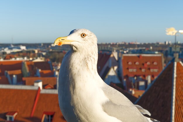 Mouette blanche est debout sur le toit