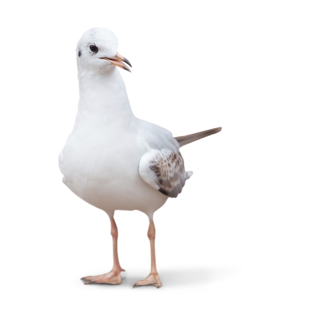 Mouette blanche sauvage. isolé