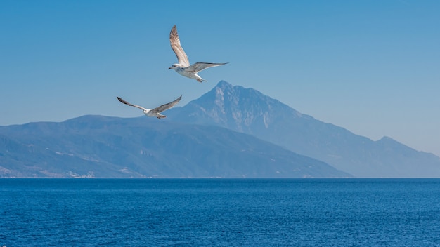 Mouette blanche volant dans le ciel bleu ensoleillé sur la côte de la mer