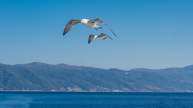 Mouette blanche volant dans le ciel bleu ensoleillé sur la côte de la mer