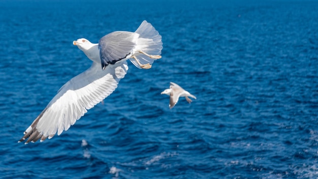 Mouette blanche volant dans le ciel bleu ensoleillé sur la côte de la mer