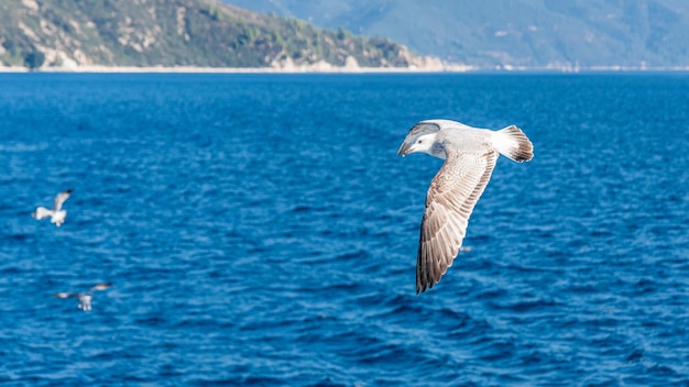 Mouette blanche volant dans le ciel bleu ensoleillé sur la côte de la mer