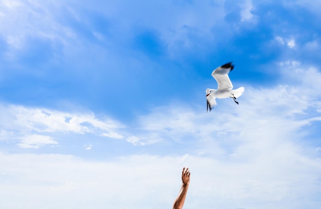 Mouette blanche volant dans un ciel bleu vif à la recherche de nourriture sur une personne avec le bras tendu