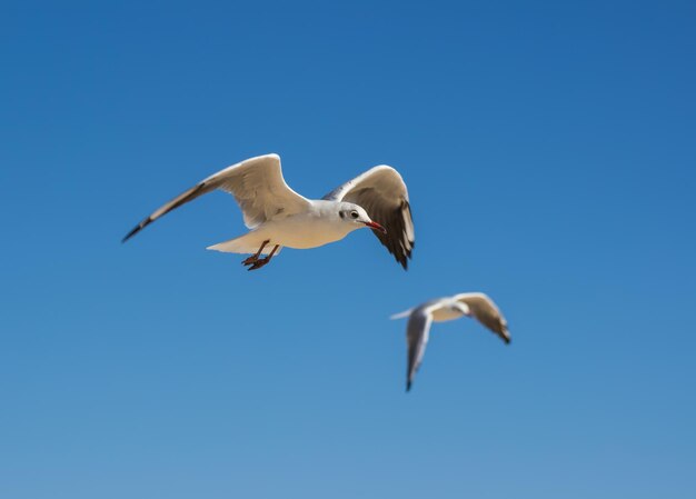 Mouette blanche volant dans le ciel bleu