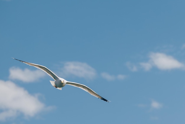 Mouette blanche volant sous le ciel.