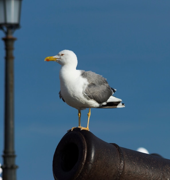 Mouette sur un canon