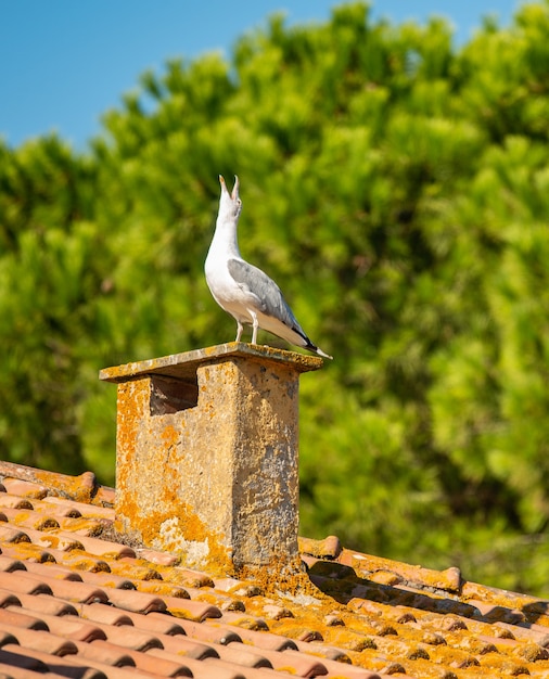 mouette sur cheminée hurlant