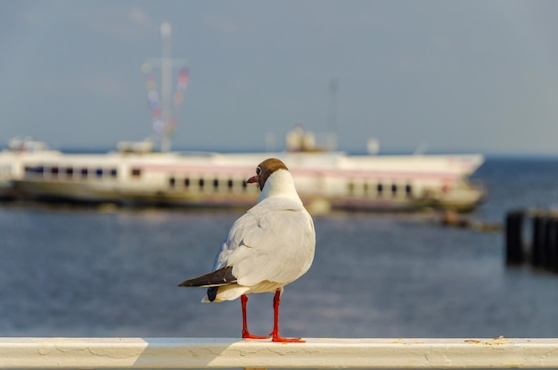 Mouette sur la clôture dans le contexte de la mer.