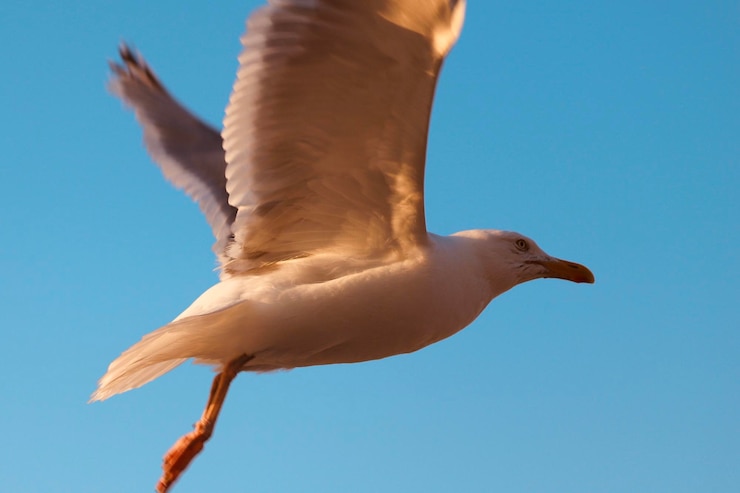 Photo la mouette commence.