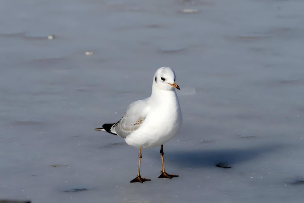 Photo la mouette commune sur l'eau gelée