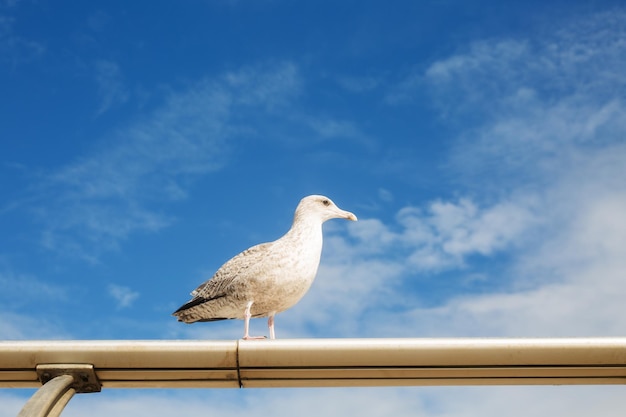 Mouette contre le ciel bleu